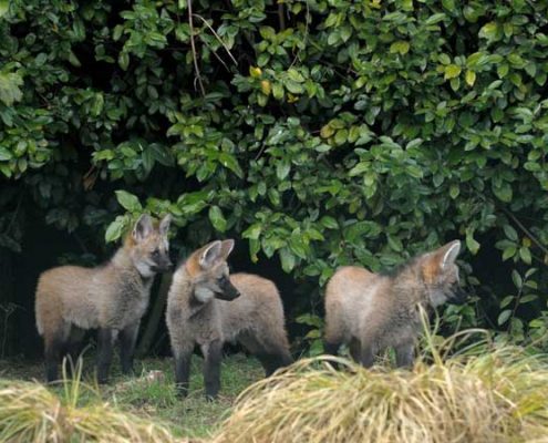 Jonge-Manenwolfen-Peter-Norde