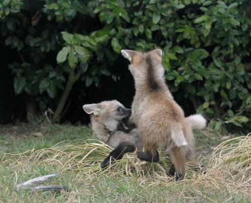 Jonge-Manenwolfen2-Peter-Norde
