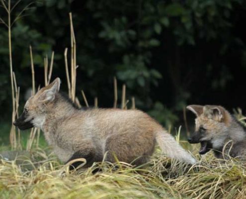Jonge-Manenwolfen3-Peter-Norde