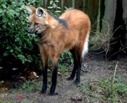 Manenwolf-Joost-Hubeek