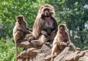 David-Verhagen--Geladas-in-NaturZoo-Rheine
