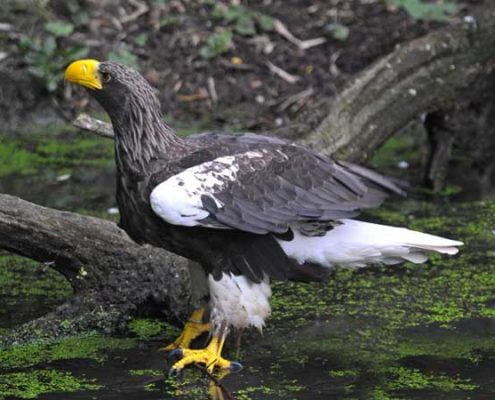 StellerZeearend11-Peter-v-Norde
