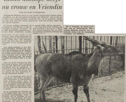 1964-01-24_DSD_geschenk_elandantilope_800