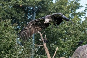 ruppellsgier_diergaarde_blijdorp_david_verhagen_2017sep