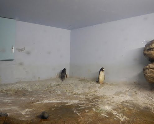 pinguinverblijf_oude_situatie_2019