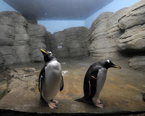 pinguinverblijf_vernieuwd_2019