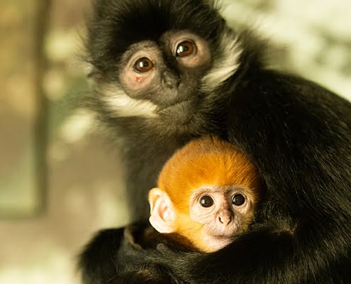 francoislangoer_diergaarde_blijdorp_greet_van_noorde_20191219