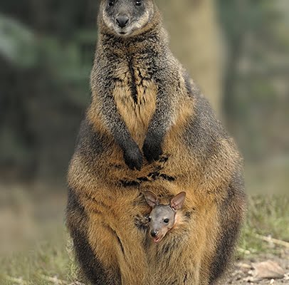 wallabies_Peter_van_Norde_a