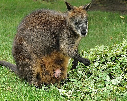 wallabies_Peter_van_Norde_b