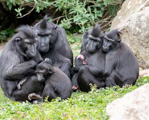 kuifmakaken-diergaarde-blijdorp-2020mei_David-Verhagen