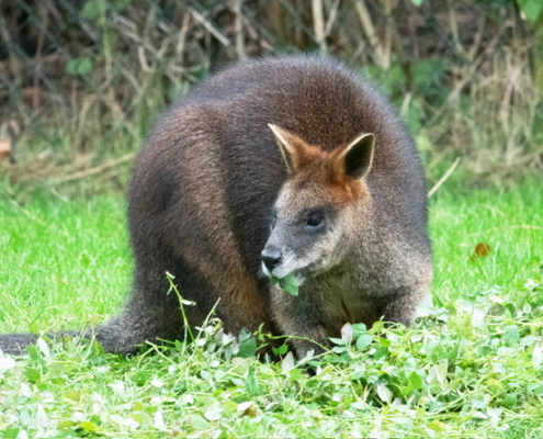 Diergaarde_Blijdorp_wallabys_Greet-van-Norde_02