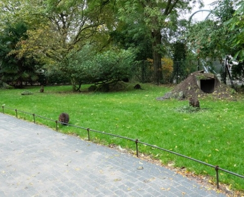 2024108-wallabyperk_Blijdorp_Greet-van-Norde_01