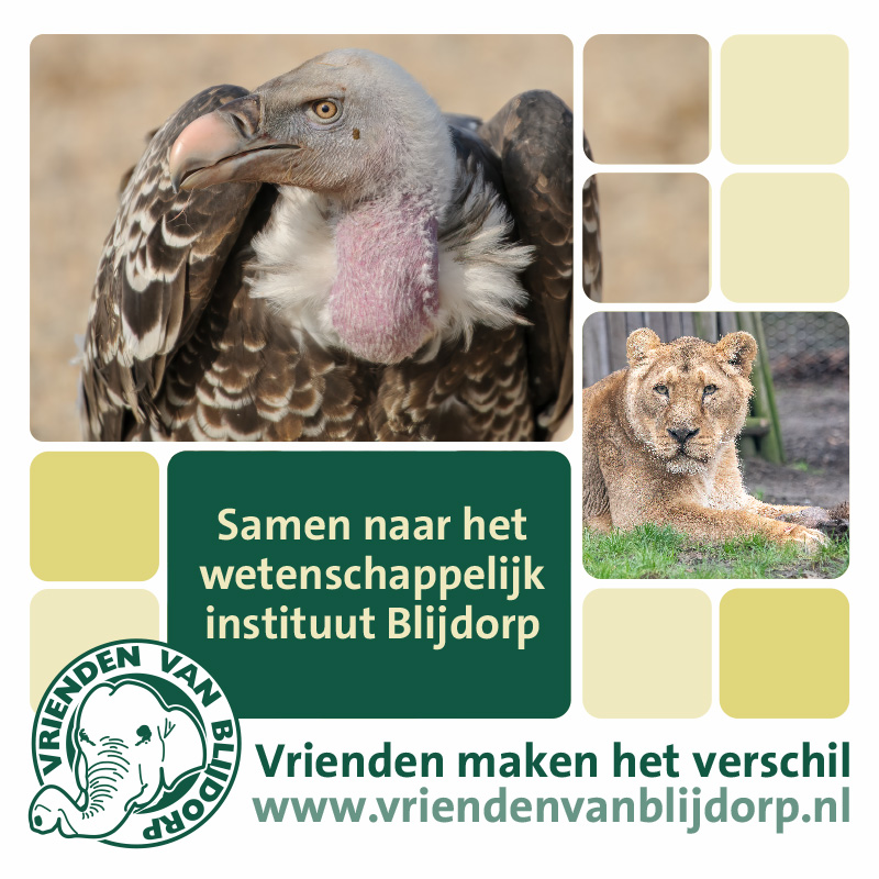 BLIJ_FB_Gieren_leeuwen-1
